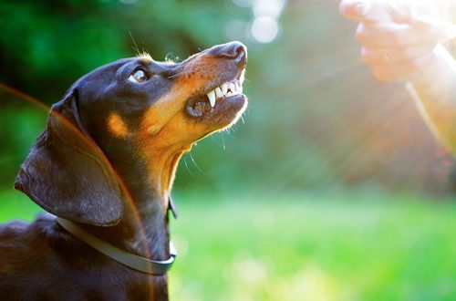 Aggression in dogs: why it manifests itself and what to do about it?