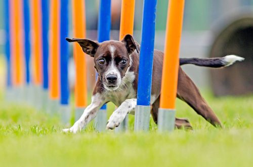 Agility for dogs