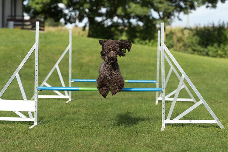 Agility: when you and your dog are a real team!