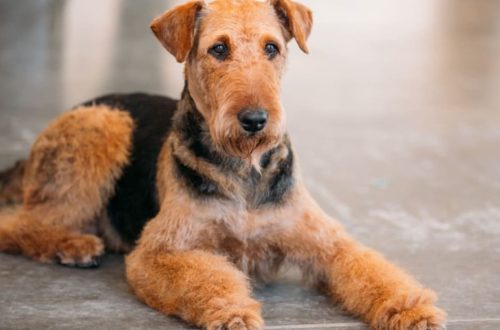Airedale. 9 interesting facts.