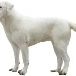 Akbash