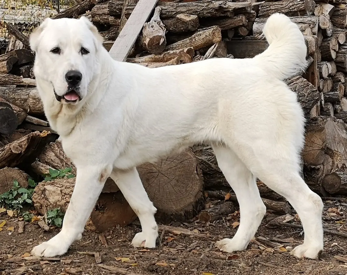 Alabai or Central Asian Shepherd Dog￼