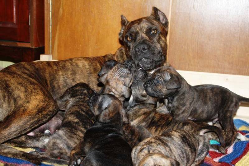 Alano (or Great Dane) puppies