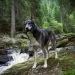 Alaskan Malamute