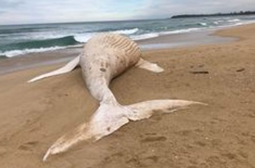 Albino whale photographed in Australia, possibly the son of the famous white whale flashing