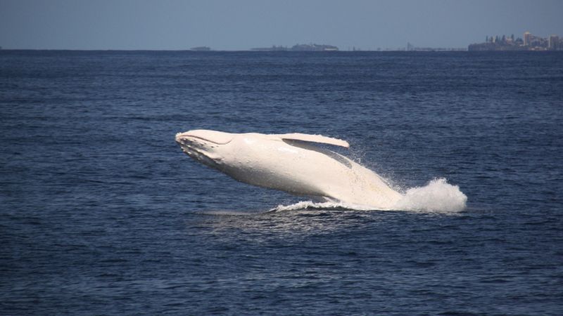 Albino whale photographed in Australia, possibly the son of the famous white whale flashing