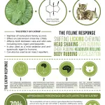 All About Catnip: Why Do Cats Go Crazy About It?