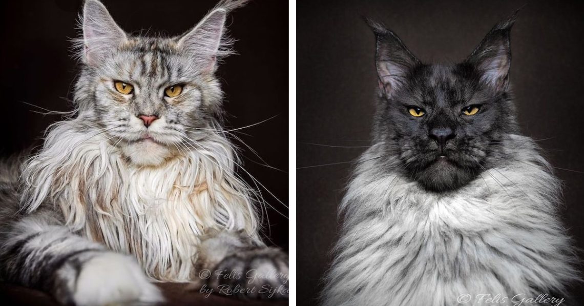 All the beauty of Maine Coon giants in a series of photos