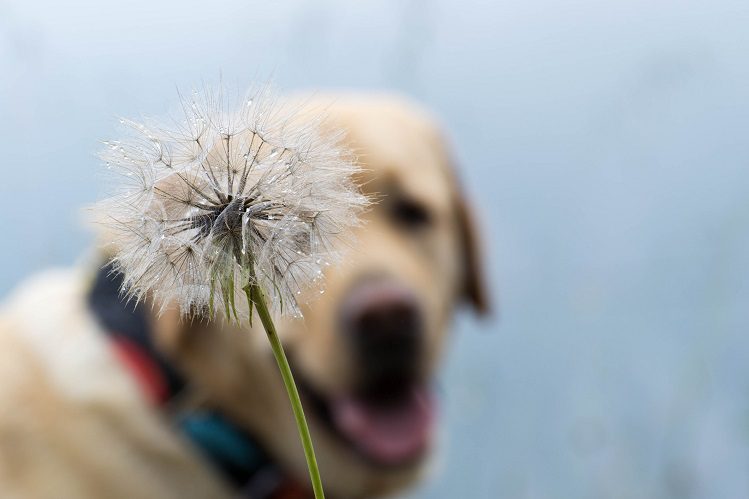 Allergies in dogs and cats: what happens and how to cure