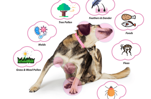 Allergies in Dogs: Diagnosis and Treatment