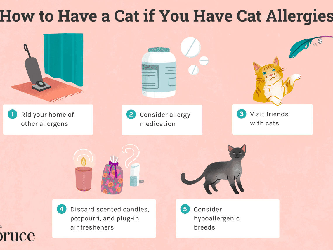 Allergy in cats