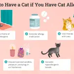 Allergy in cats