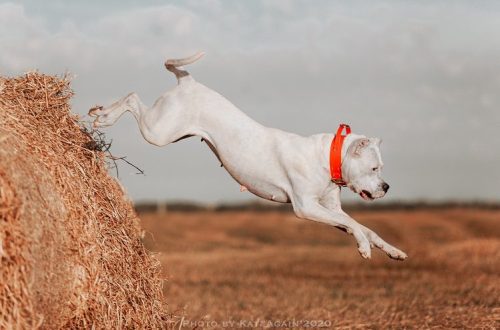 Allergy in Dogo Argentino: how to recognize and what happens?