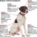 Prevention of dog diseases dangerous to humans