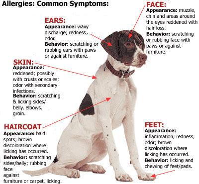 Allergy in dogs: how to recognize it