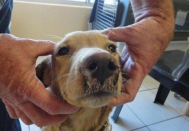 Allergy in dogs: what to do, treatment, symptoms, photos