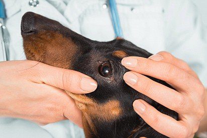Allergy in dogs: what to do, treatment, symptoms, photos