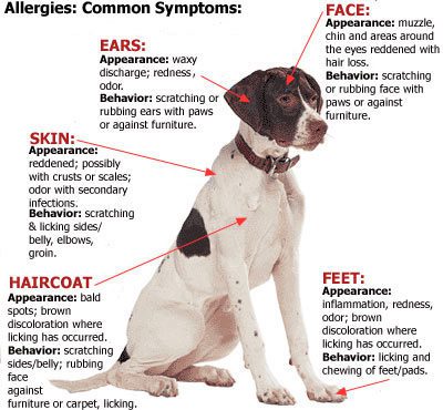 Allergy in dogs