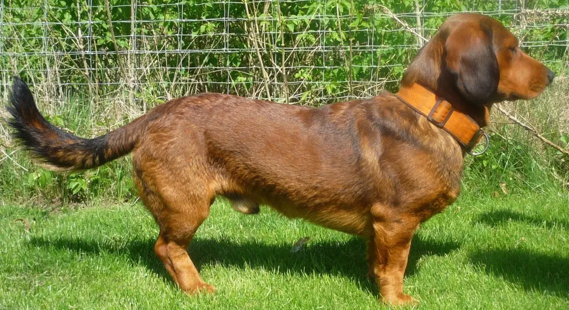 Alpine Dachsbracke