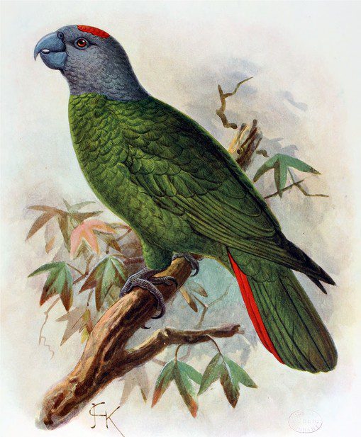 Amazon parrot species