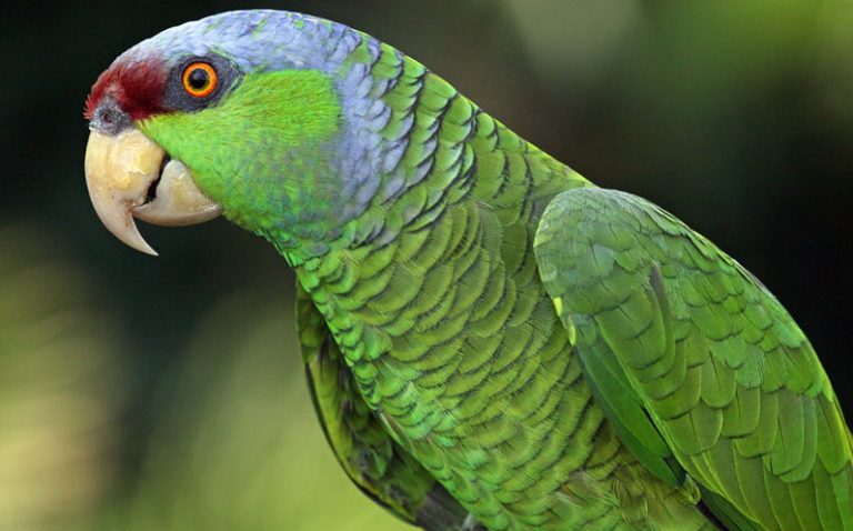Amazon parrot species