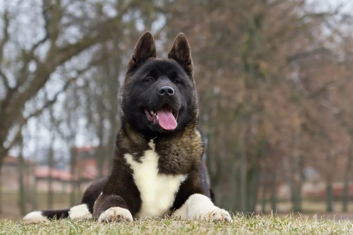 American akita