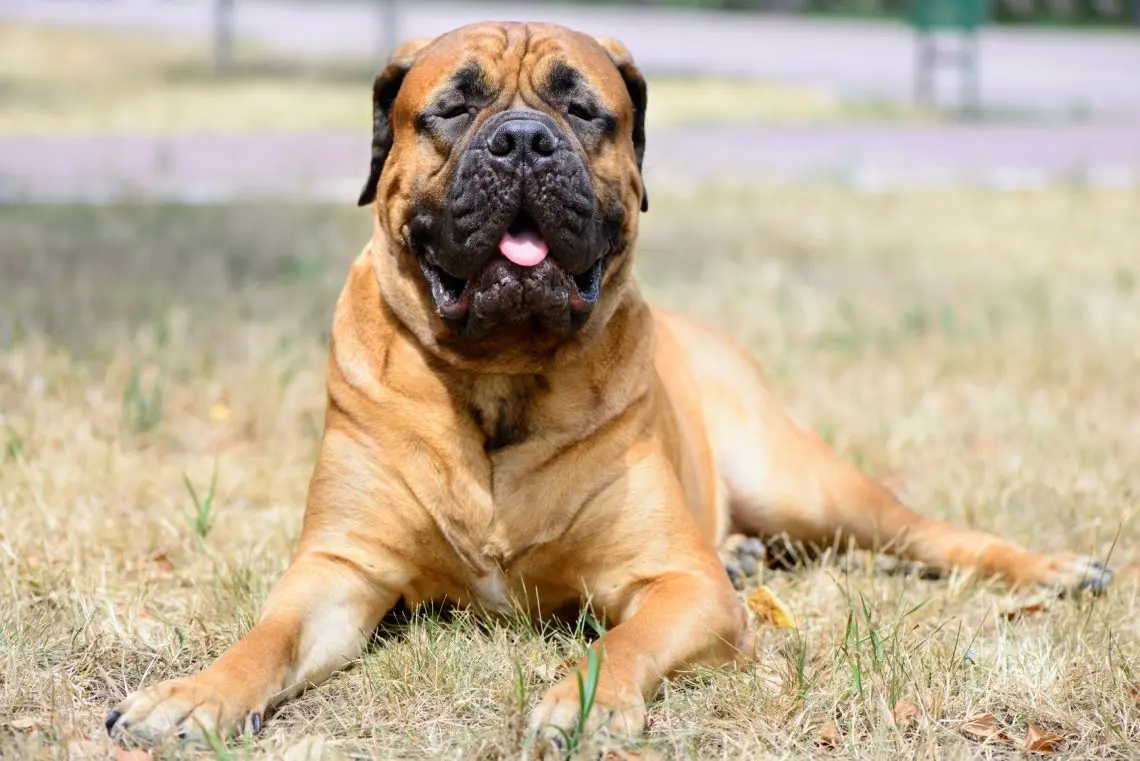 American Bandog