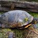 Decorated painted turtle