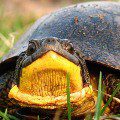 American bog turtle