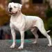 American Bandog