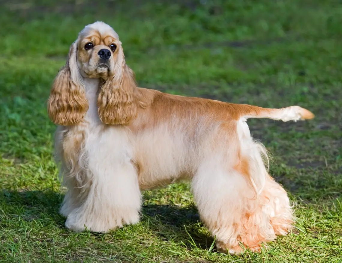 American Cocker Spaniel￼