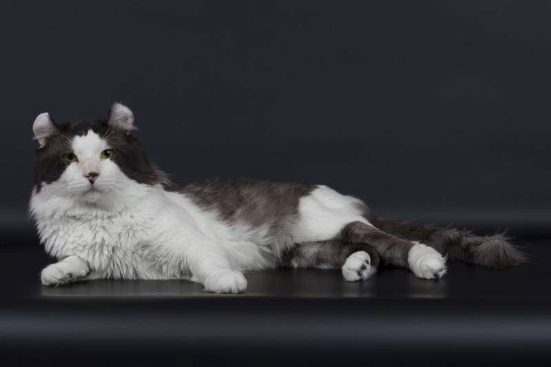 Grey and white American Curl