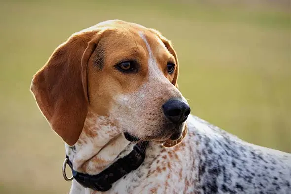 American English Coonhound