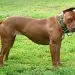 American Mastiff