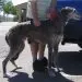 American Tundra Shepherd