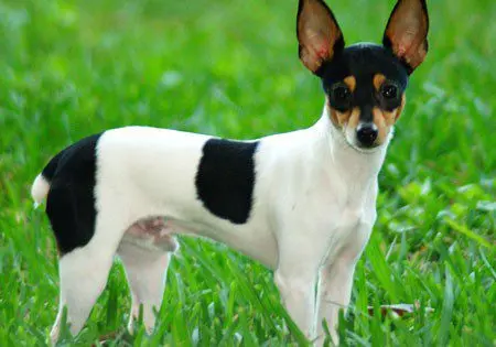 American Toy Fox Terrier