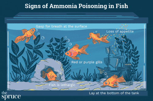 Ammonia poisoning