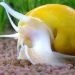 Coil aquarium snail: maintenance, reproduction, compatibility, description, photo