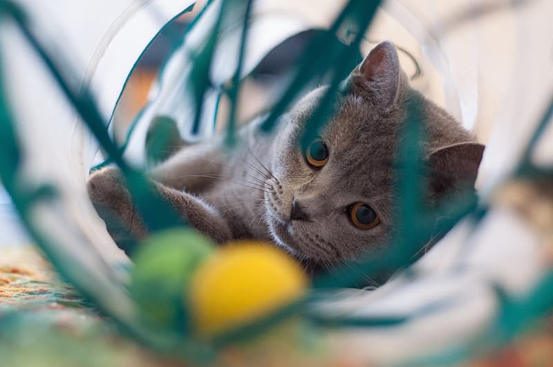 An enriched environment for the cat: a cure for boredom