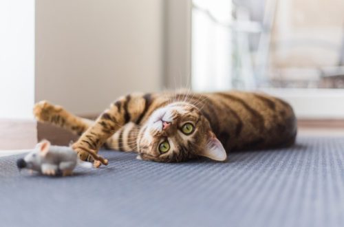 An enriched environment for the cat: a cure for boredom