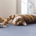 Enriched environment for a cat: what should be in the house?