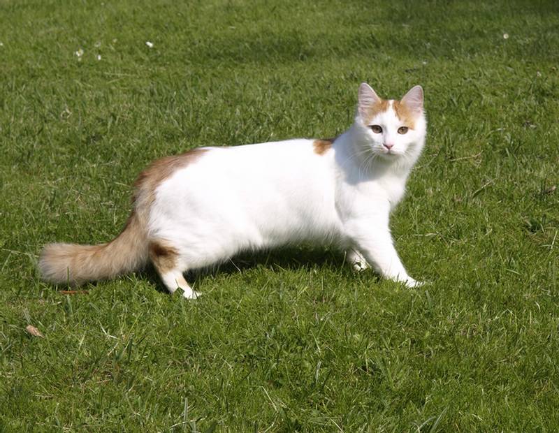 Anatolian Cat