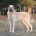 American English Coonhound