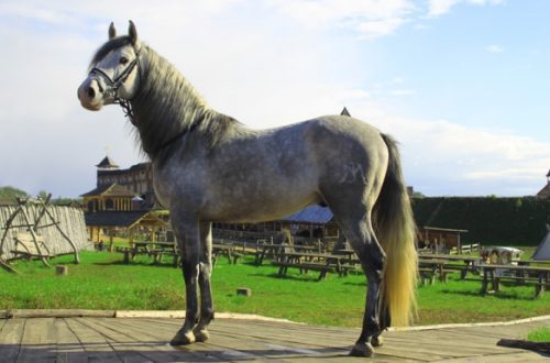 Andalusian breed