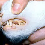 Anemia in cats: causes and treatment