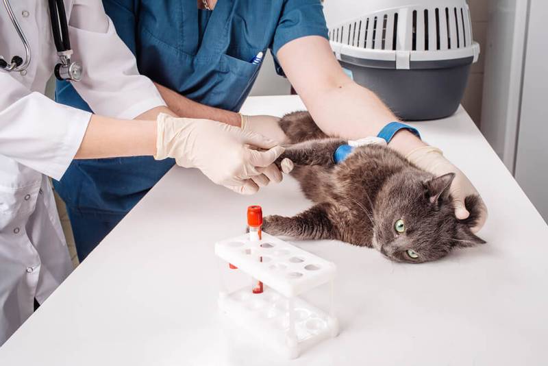 Anemia in cats: causes and treatment