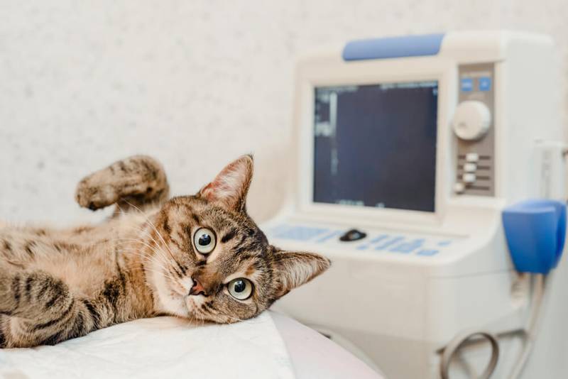 Anemia in cats: causes and treatment