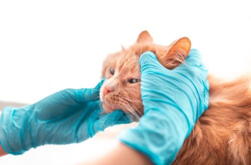 Anemia in cats: causes, symptoms, treatment