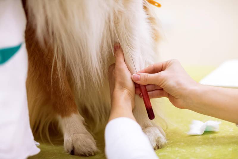 Anemia in dogs