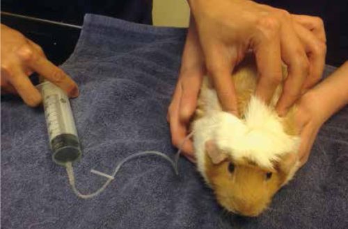 anesthesia for guinea pigs